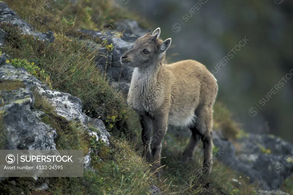 Ibex , Capra ibex ibex , Berner Oberland , Switzerland , Adult male , landscape , panorama