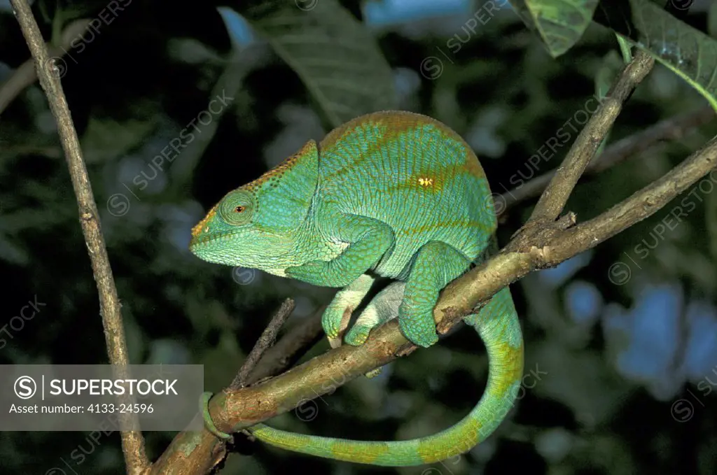 Parson´s chameleon , Calumma parsonii , Madagascar , adult male