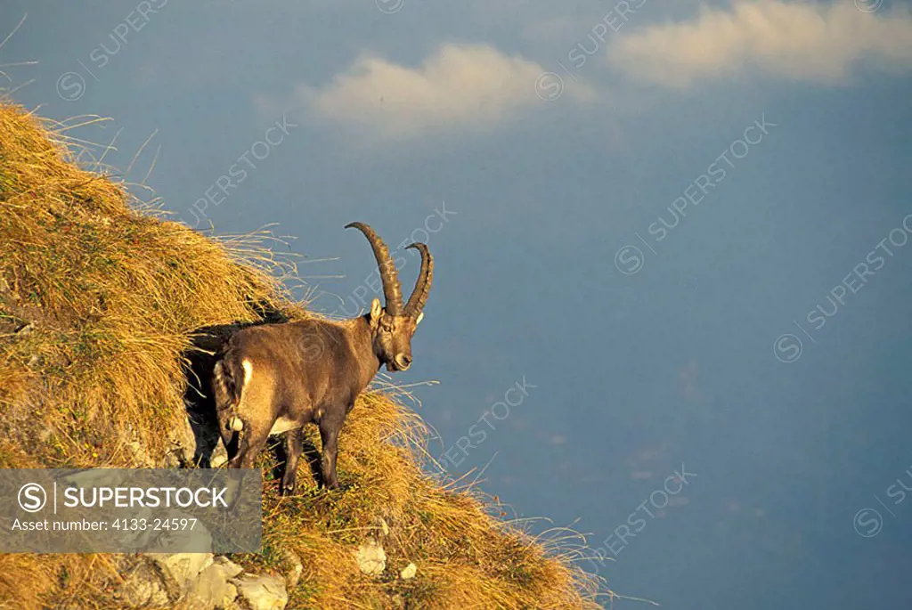 Ibex Capra ibex ibex Berner Oberland Switzerland Europe
