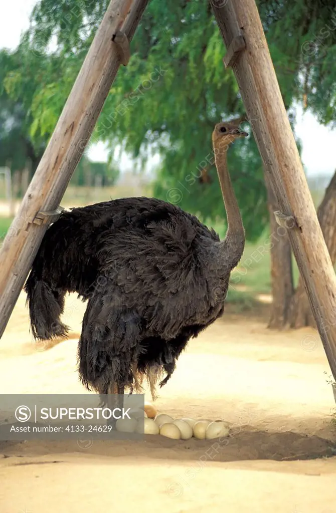 South African Ostrich,Struthio camelus australis,Oudtshoorn,Karoo,South Africa,Africa,adult female with eggs breeding in shadow at ostrich farm