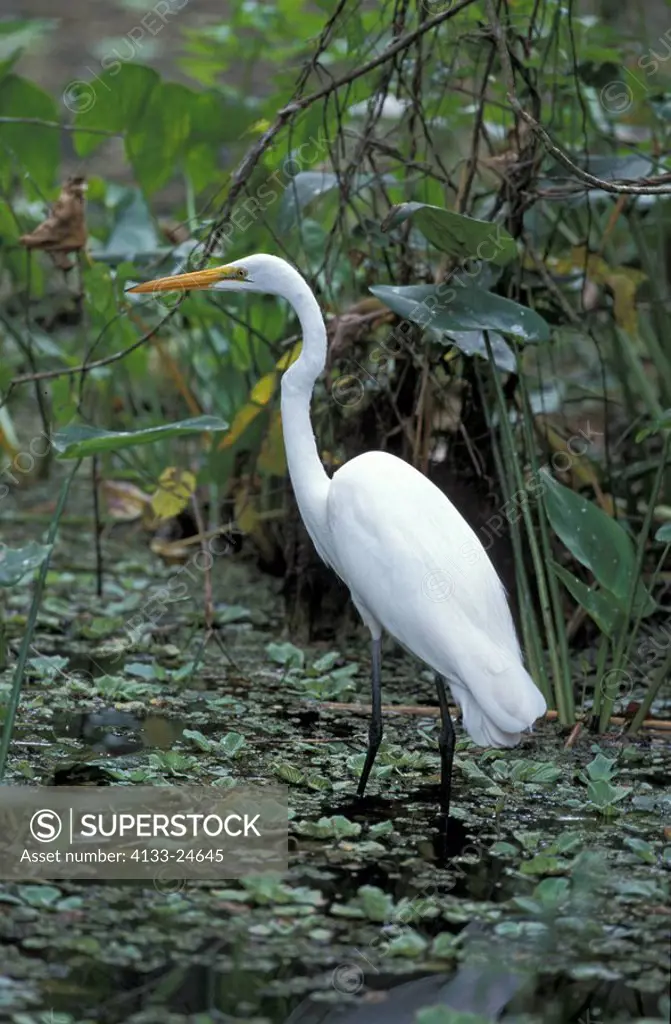 Great White Egret,Egretta alba,Corkscrew Swamps,Florida,USA,adult in water searching for food