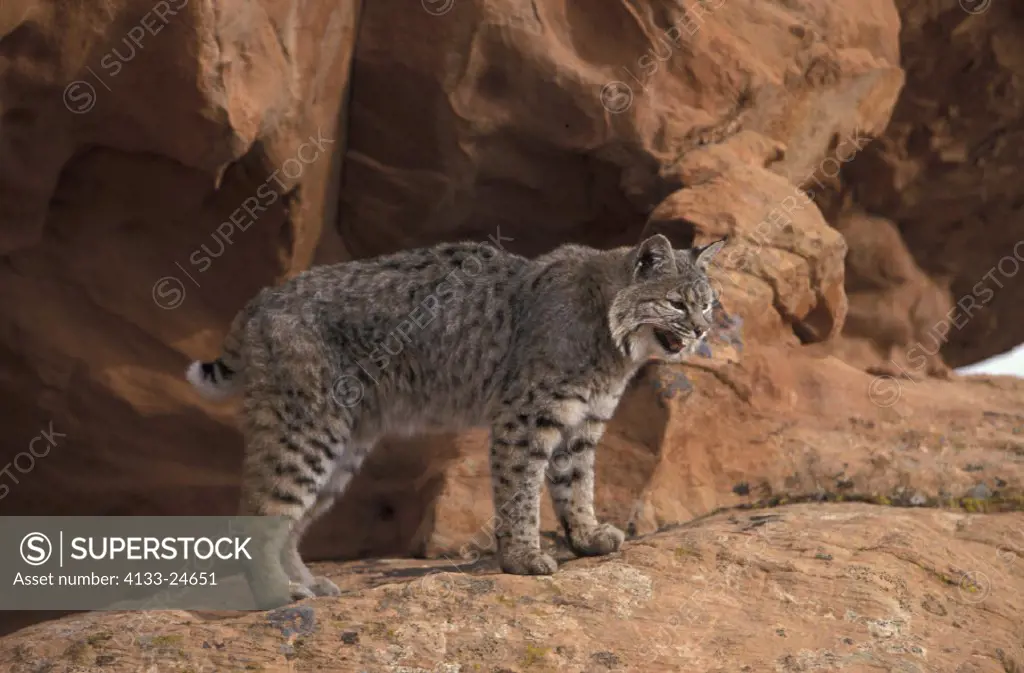 Bobcat , Lynx rufus , Utah , USA , Adult on rock calling