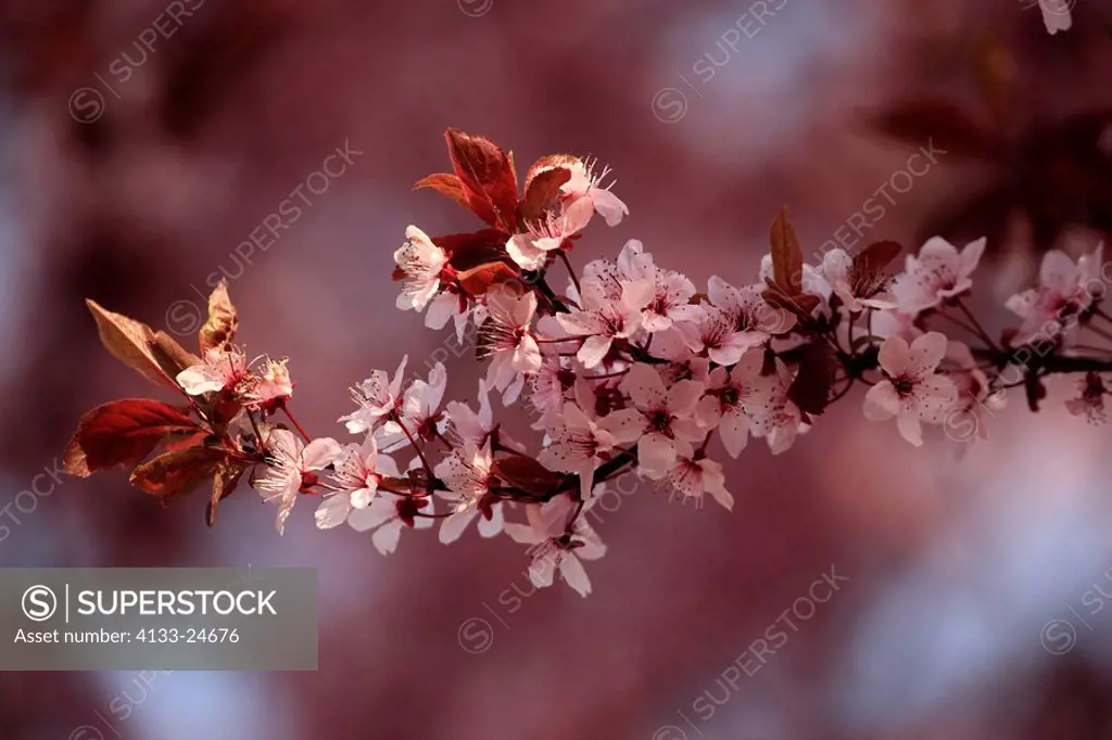 Cherry Plum,Prunus cerasifera,Ellerstadt,Germany,Europe,blooming tree