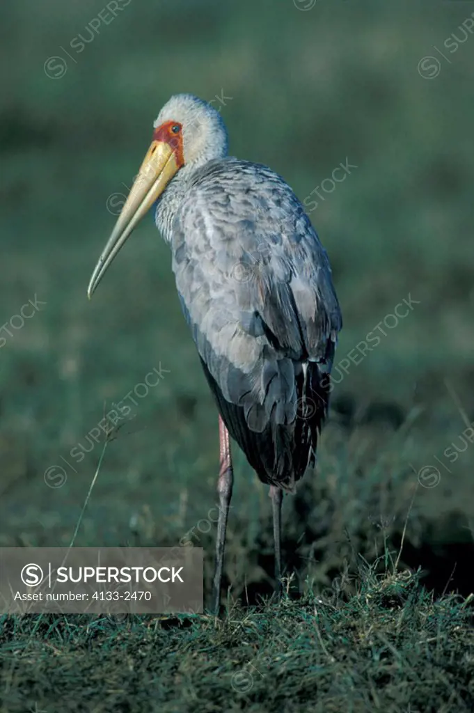 Yellow Billed Stork, Ibis ibis, Lake Nakuru Nationalpark, Kenya, Immature