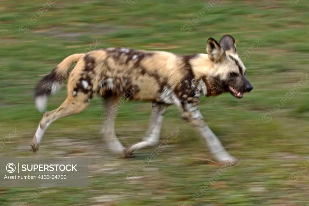 African Wild, Dog Lycaon pictus, Africa, adult running