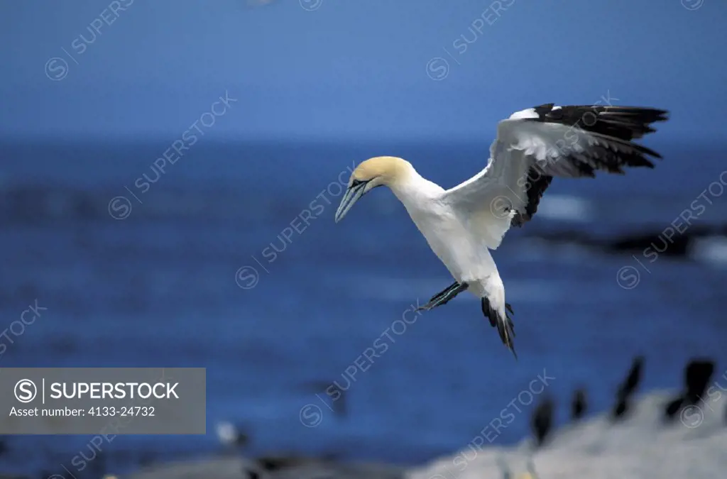 Cape Gannet , Morus capensis , Lambert`s Bay , South Africa , Africa , adult flying starts to land