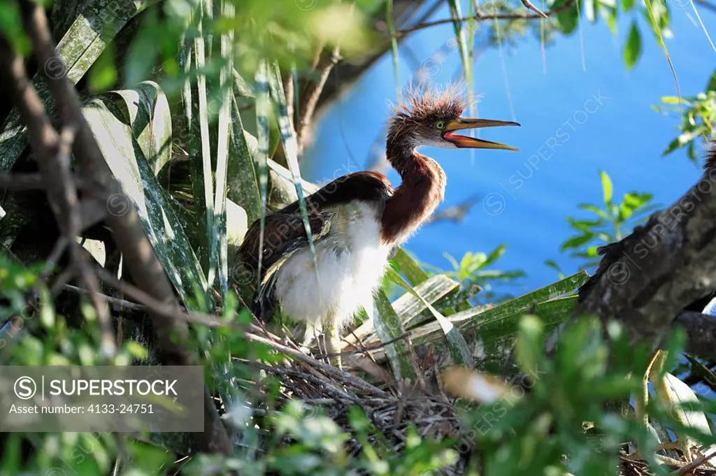 Tricolored Heron,Egretta tricolor,Florida,USA,young bird on nest on tree