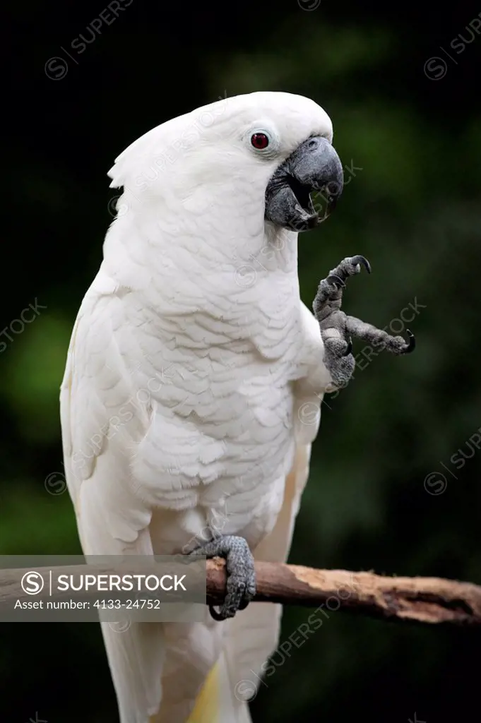 White Cockatoo,Cacatuo alba,Florida,USA,adult calling