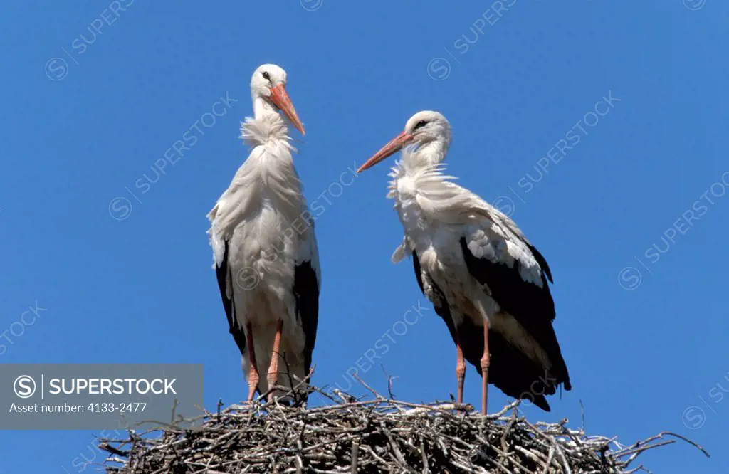 White Stork,Ciconia ciconia,Mannheim,Germany,Europe,adult couple on nest