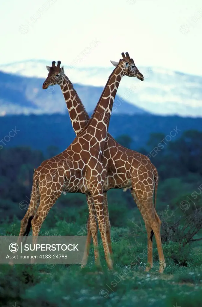 Reticulated Giraffe,Giraffa camelopardalis reticulata,Samburu Game Reserve,Kenya,Africa,adult couple