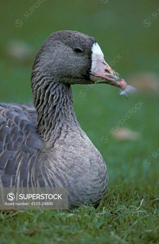 White Fronted Goose, Anser albifrons, Germany , adult portrait