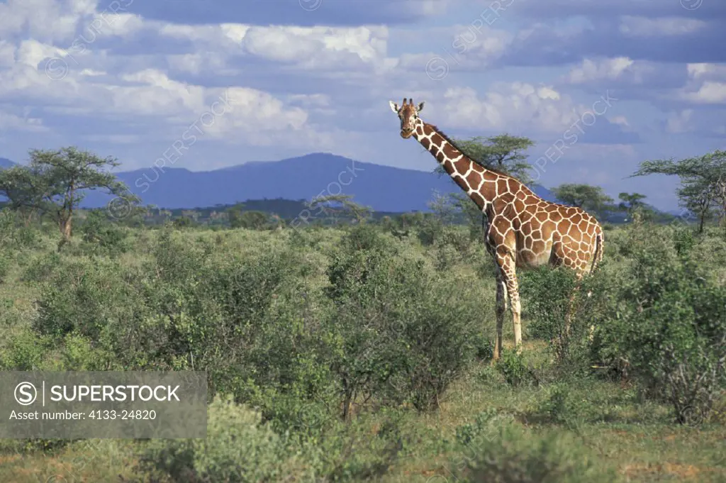 Reticulated Giraffe , Giraffa camelopardalis reticulata , Kenya , Africa Samburu Game , Reserve , Adult