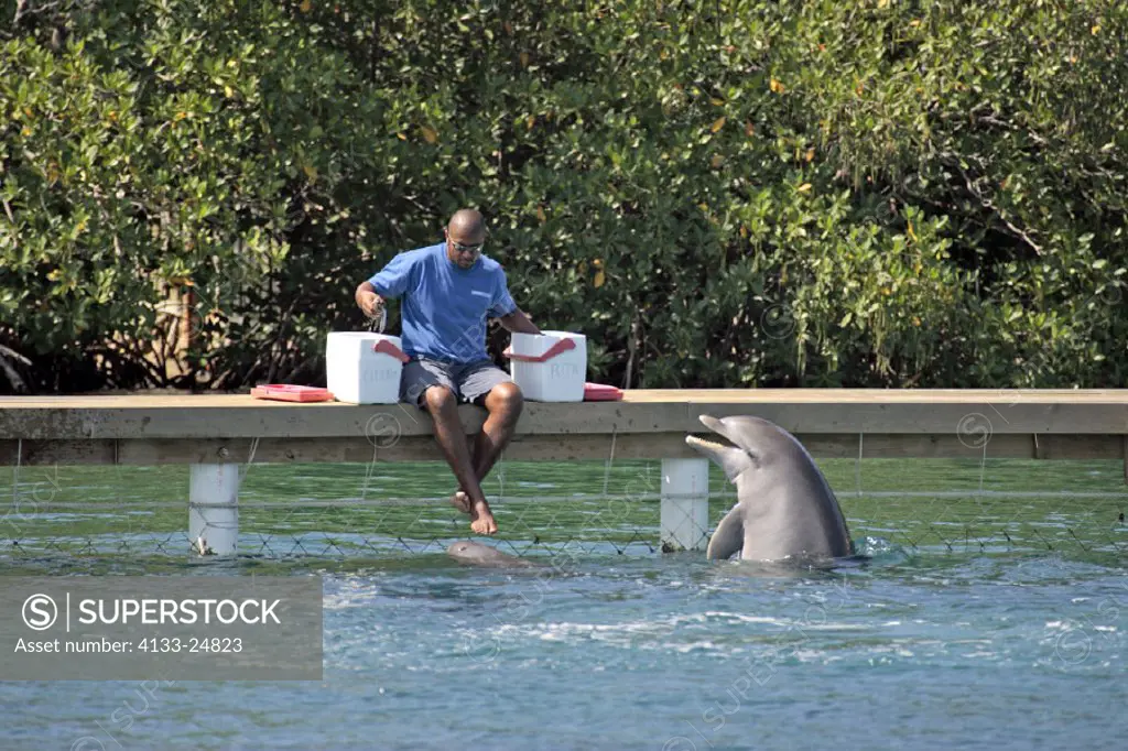 Trainer with dolphins , Roatan , Honduras , Central America