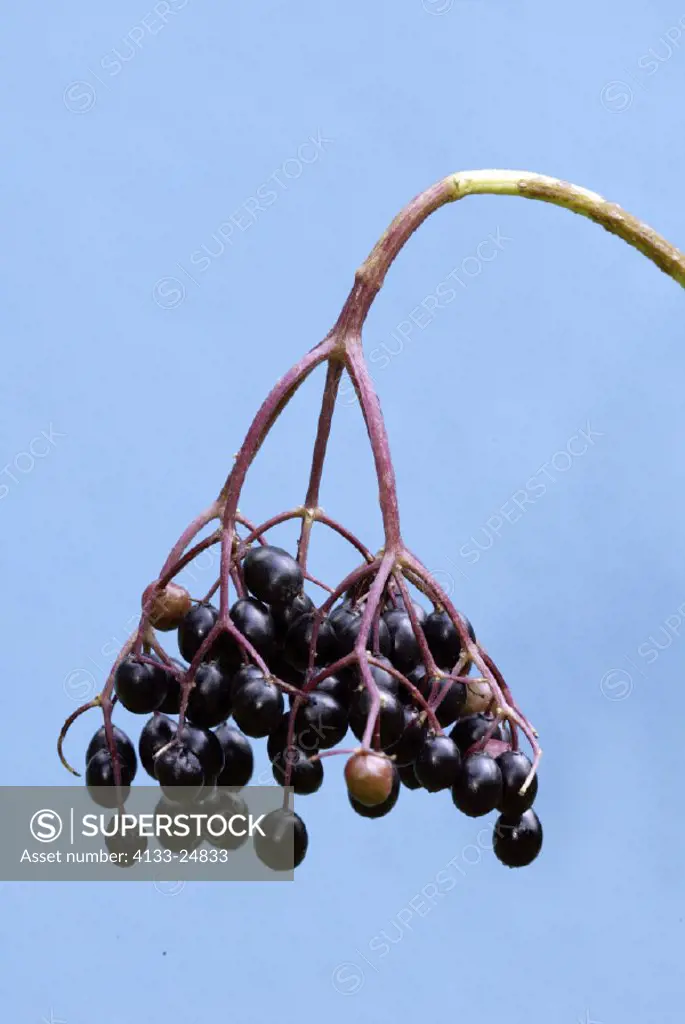 Black Elder, Sambucus nigra, Germany, fruit berry
