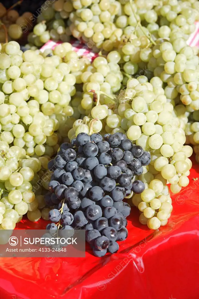 Grape-vine,Grape vine,Vitis vinifera,Germany,bunch of grapes