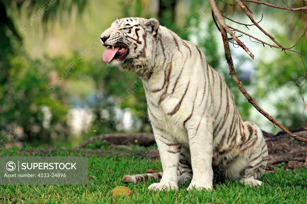 Indian Tiger, Panthera tigris tigris, India, adult smelling