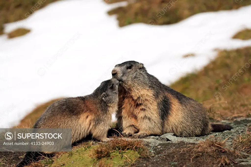 Alpine Marmot,Marmota marmota,Grossglockner Massif,National Park Hohe Tauern,Austria,Alps,Europe,adult,resting,with young,social behaviour,Portrait