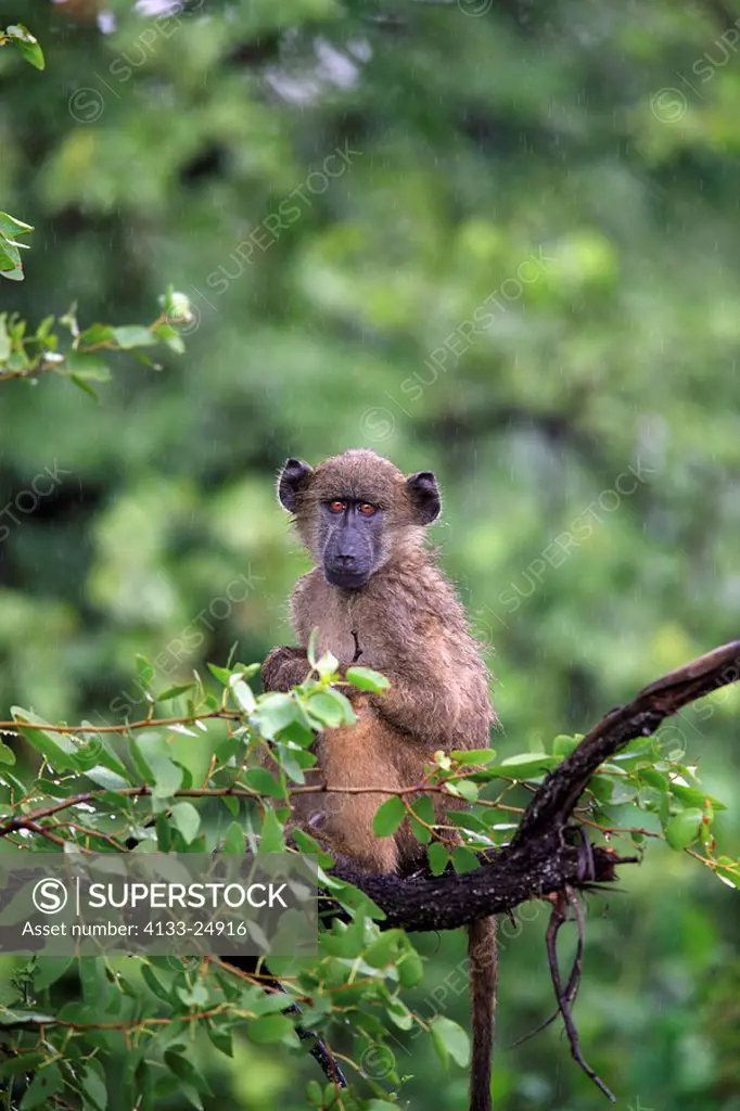 Chacma Baboon,Papio ursinus,Kruger Nationalpark,South Africa,Africa,young on tree in rain