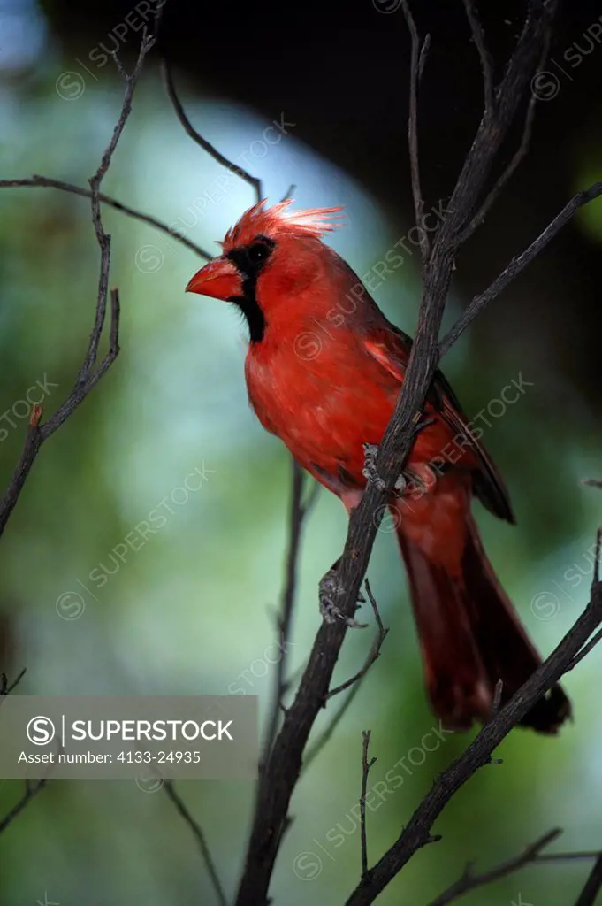 Northern Cardinal,Cardinalis cardinalis,Sonora Desert,Arizona,USA,adult male on tree
