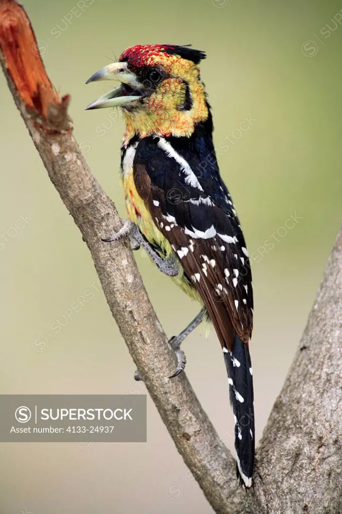Crested Barbet,Trachyphonus vaillantii,Kruger National Park,South Africa,adult on tree