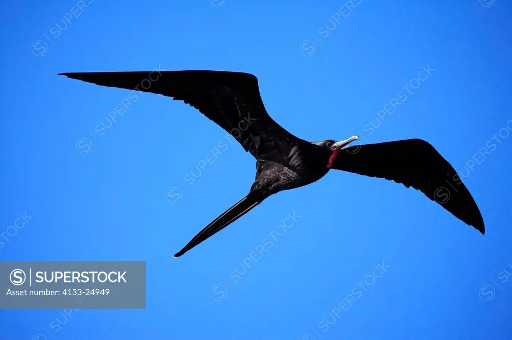 Great Frigatebird,Fregata minor,Galapagos Islands,male,flying