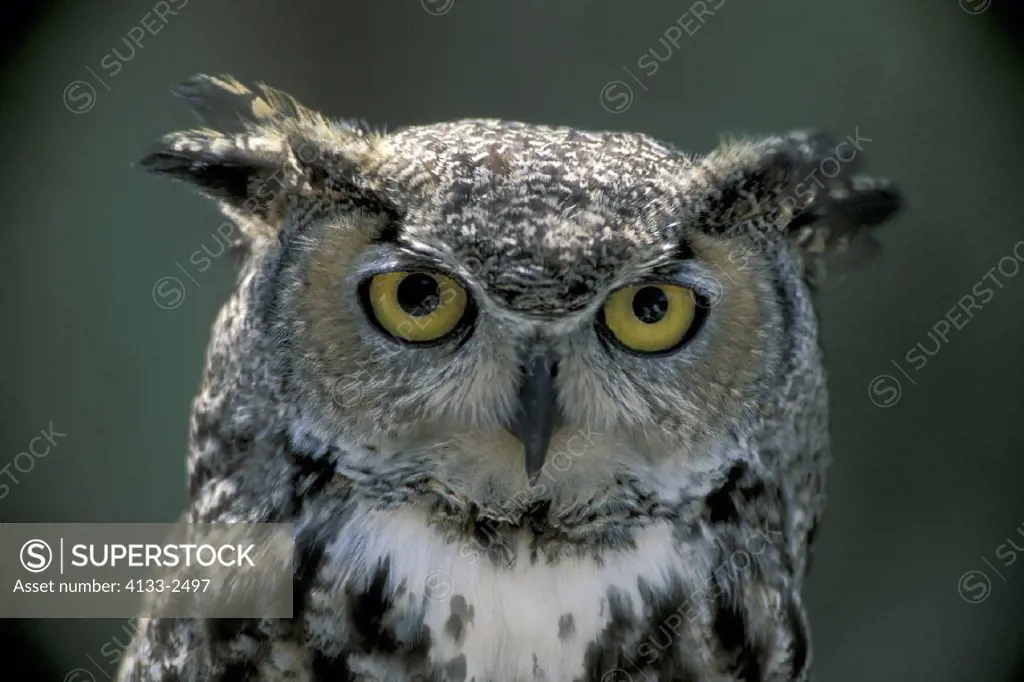 Whiskered Screech Owl , Otus trichopsis , Sonora Desert , Arizona , USA , America , adult portrait