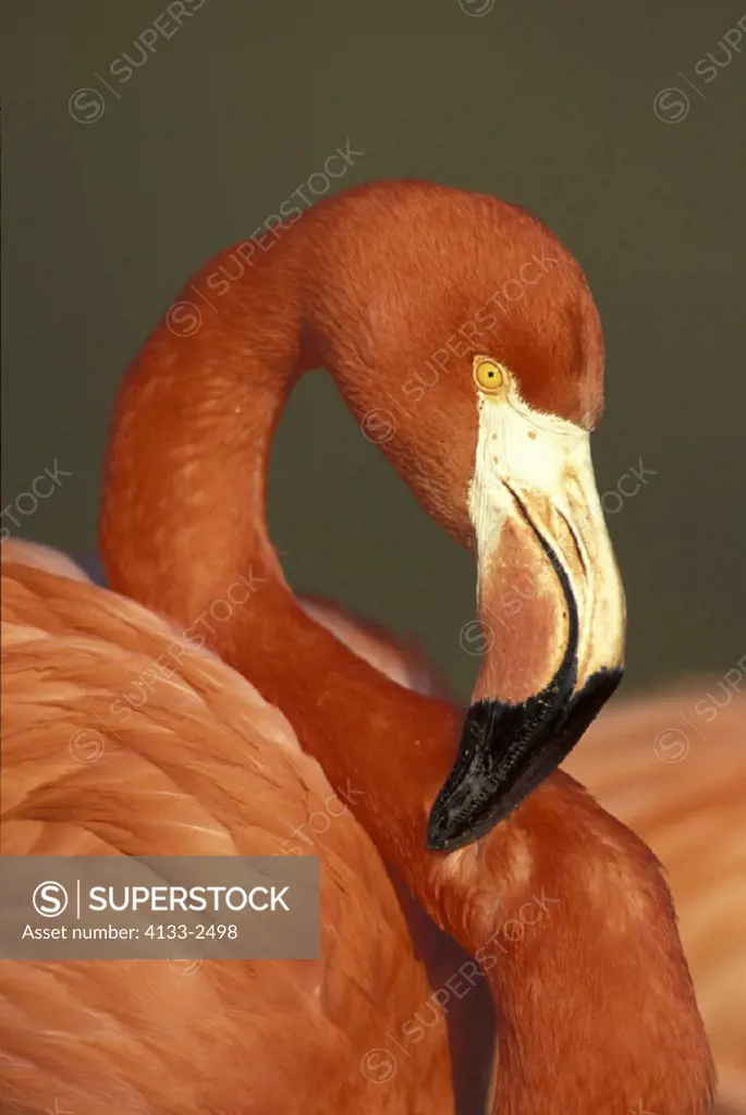 American Flamingo , Phoenicopterus ruber ruber , Latin America , Central America , South America , America , adult portrait