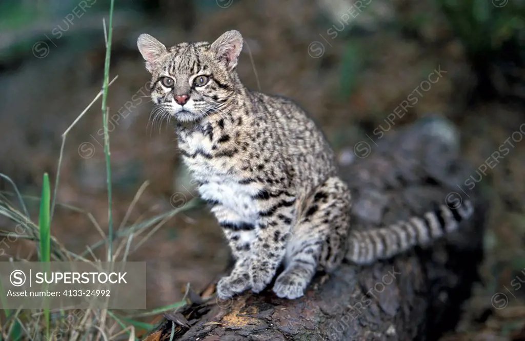 Geoffroy´s Cat,Felis Leopardus geoffroyi,South America,adult