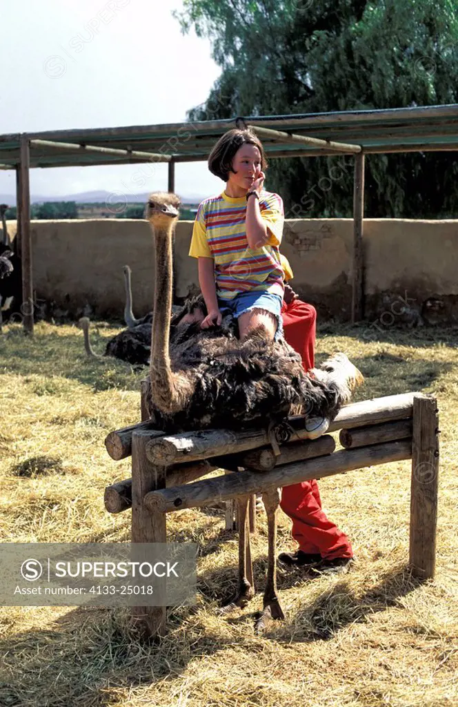 South African Ostrich,Struthio camelus australis,Oudtshoorn,Karoo,South Africa,Africa,child riding on ostrich at show at ostrich farm