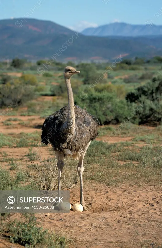 South African Ostrich,Struthio camelus australis,Oudtshoorn,Karoo,South Africa,Africa,adult female with eggs