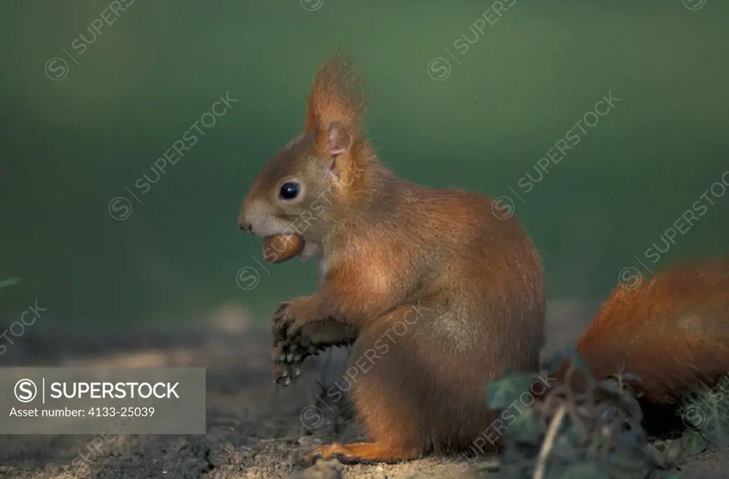Red Squirrel , Sciurus vulgaris , Germany , Adult with hazelnut