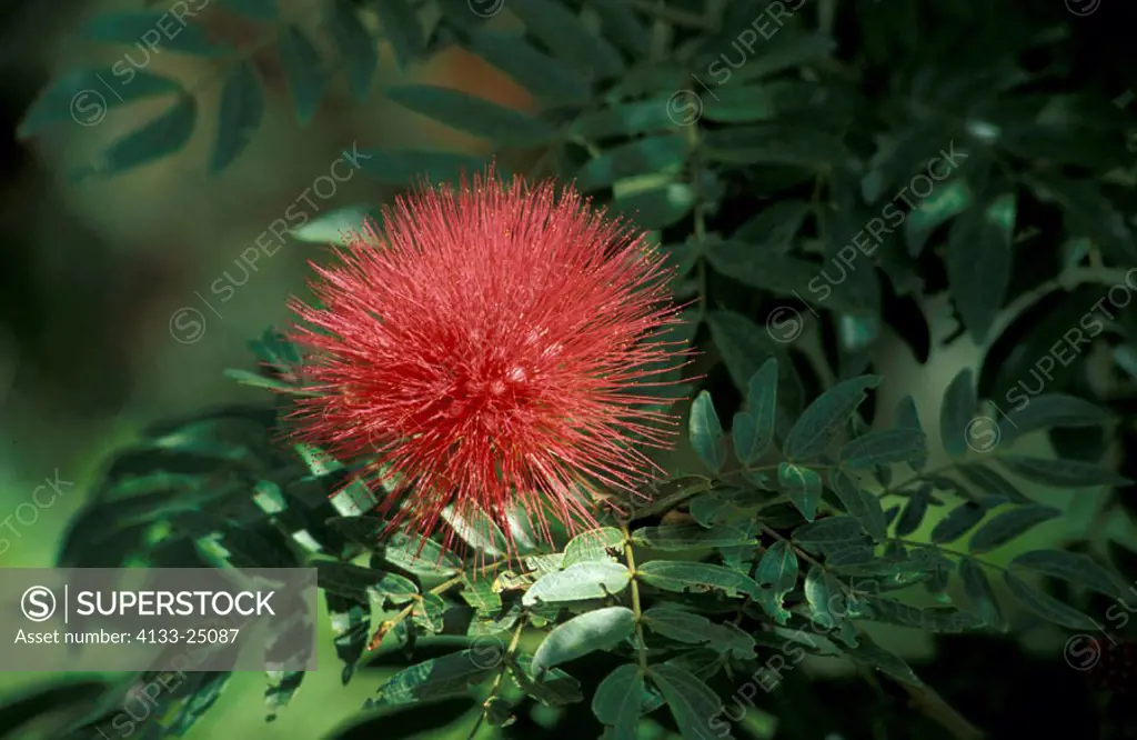 Sensitive Plant, Mimosa pudica, Trinidad, Carib, bloom