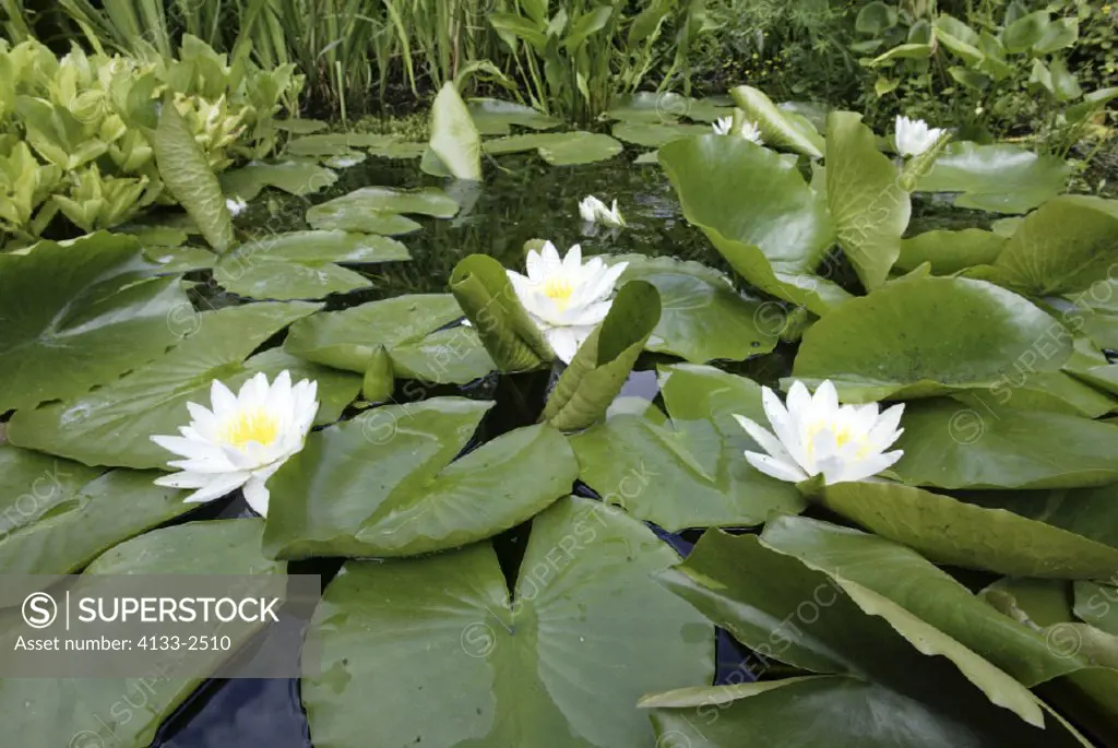 Water lily , Nymphaea alba , Germany , Europe , bloom