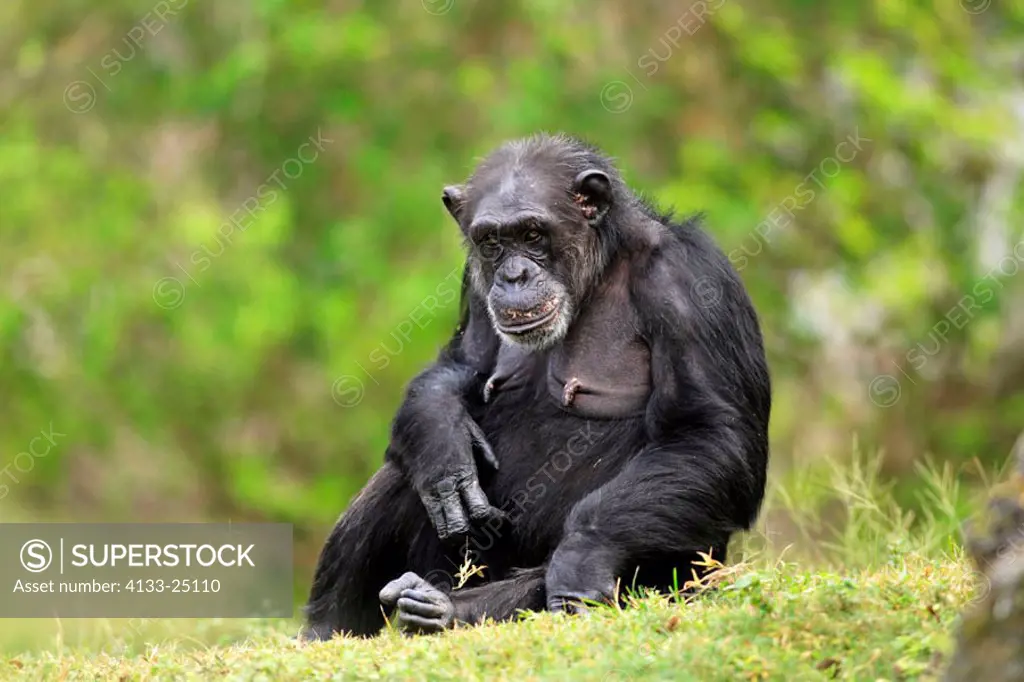 Chimpanzee, Pan troglodytes troglodytes, Africa , adult female