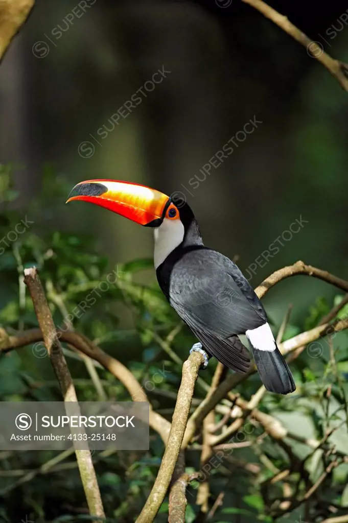 Toco Toucan,Ramphastos toko,Pantanal,Brazil,adult,on tree