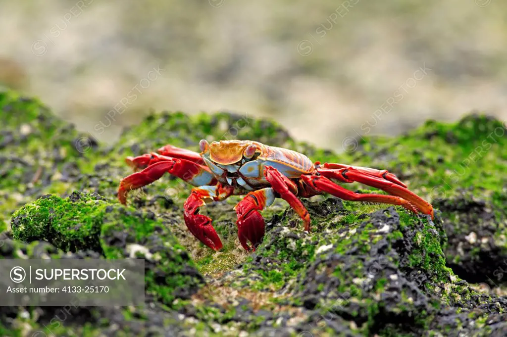 Sally Lightfoot Crab,Grapsus grapsus,Galapagos Islands,Ecuador,adult,at water,foraging