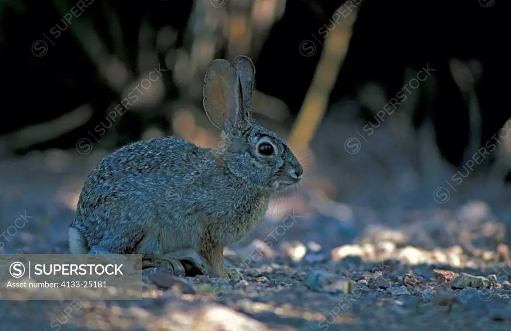 Desert Cottontail Sylvilagus auduboni Sonora Desert Arizona USA