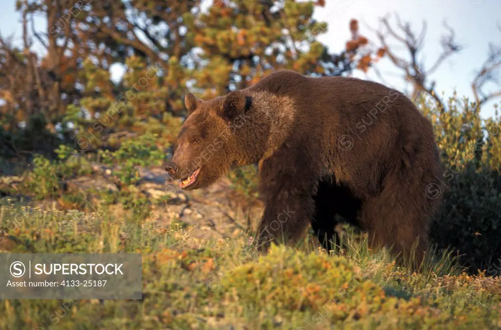 Grizzly Bear,Ursus arctos horribilis,Montana,USA,North America,adult,male