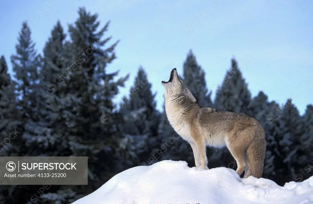 Coyote,Canis latrans,Montana,USA,adult howling in snow
