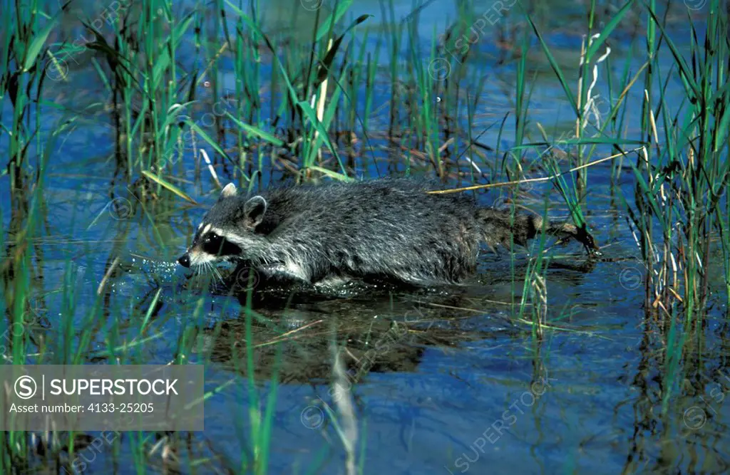 North American Raccoon,Procyon lotor,Montana,USA,adult in water
