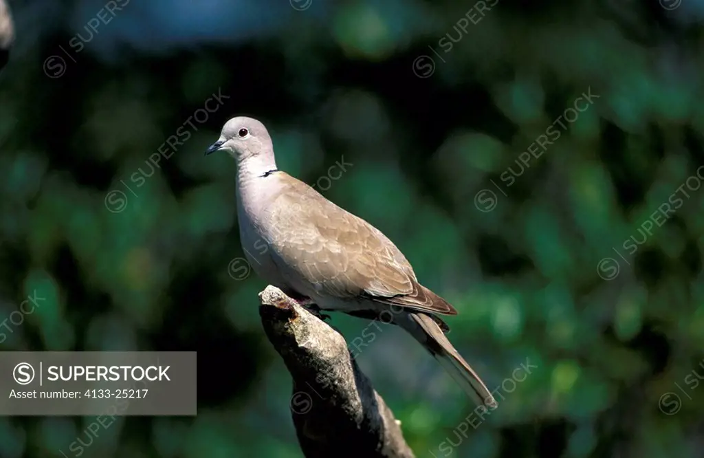 Collared Dove,Streptopelia decaocto,Germany,adult on branch