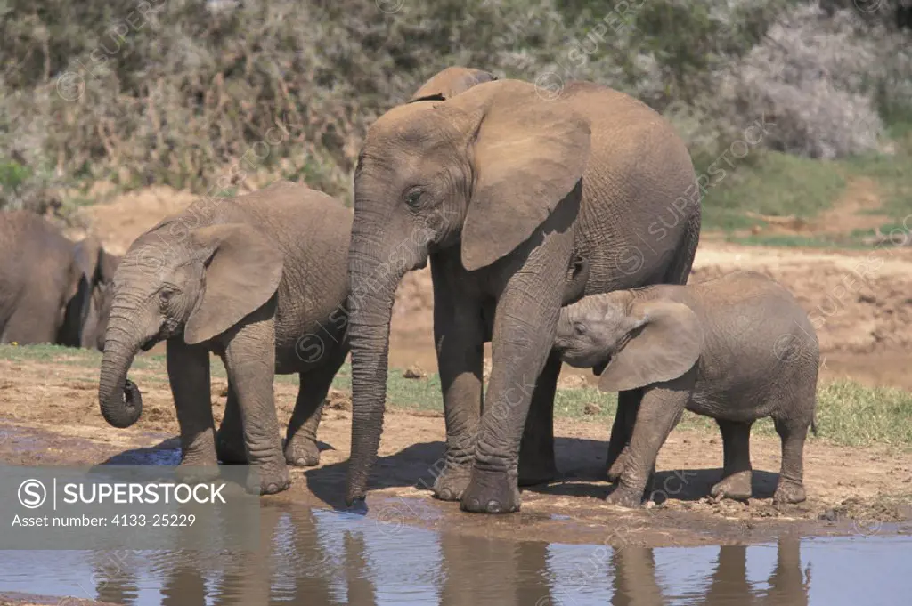 African Elephant , Loxodonta africana , Addo Elephant National Park , South Africa , Africa , Adult with two babies , Group , suckling
