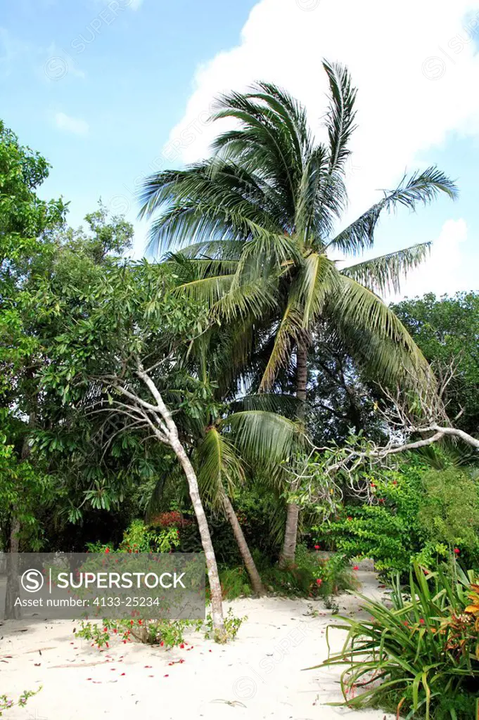 Cayman Garden Vegetation,Grand Cayman,Cayman Islands,tropical plants