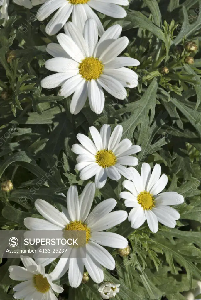 Shasta Daisy , Chrysanthemum maximum , Germany , Europe , bloom