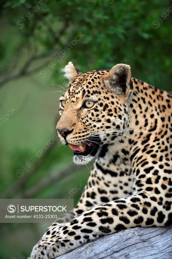 Leopard,Panthera pardus,Kruger National Park,South Africa,Sabisabi Private Game Reserve,adult on tree portrait