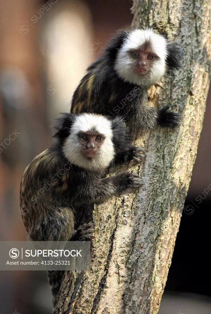 White_Headed Marmoset,Tufted_Ear Marmoset,Geoffroy`s Marmoset,Callithrix geoffroyi,Brazil,South America,young brothers and sisters on tree