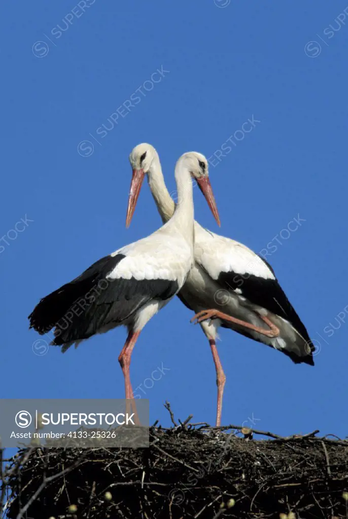 White Stork , Ciconia ciconia , Europe , Germany , Africa , adult couple , pair  on nest social behaviour
