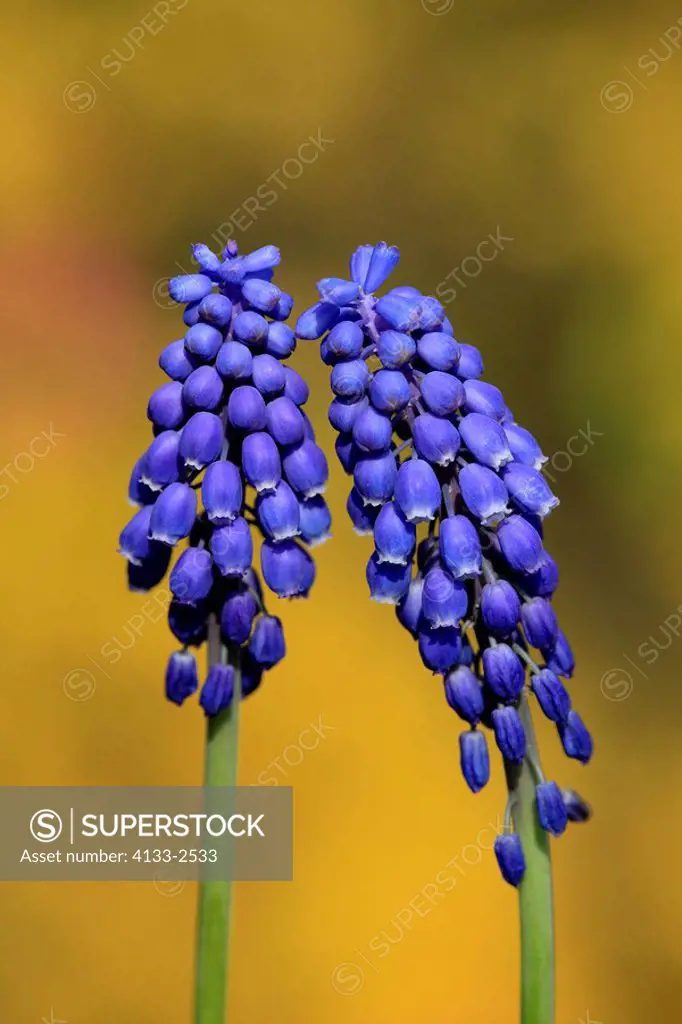 Grape hyacinth,Muscari latifolium,Ellerstadt,Germany,Europe,blooming