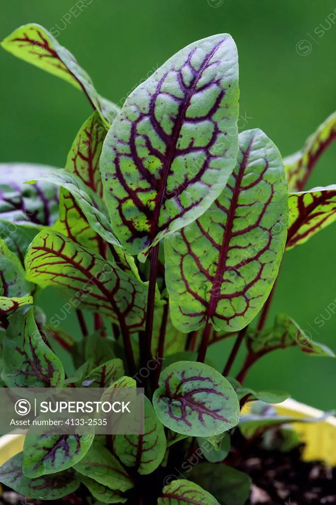 French Sorrel,Sour Dock, Buckler_leafed Sorrel,Rumex scutatus,Ellerstadt,Germany,Europe,leaves of herbs