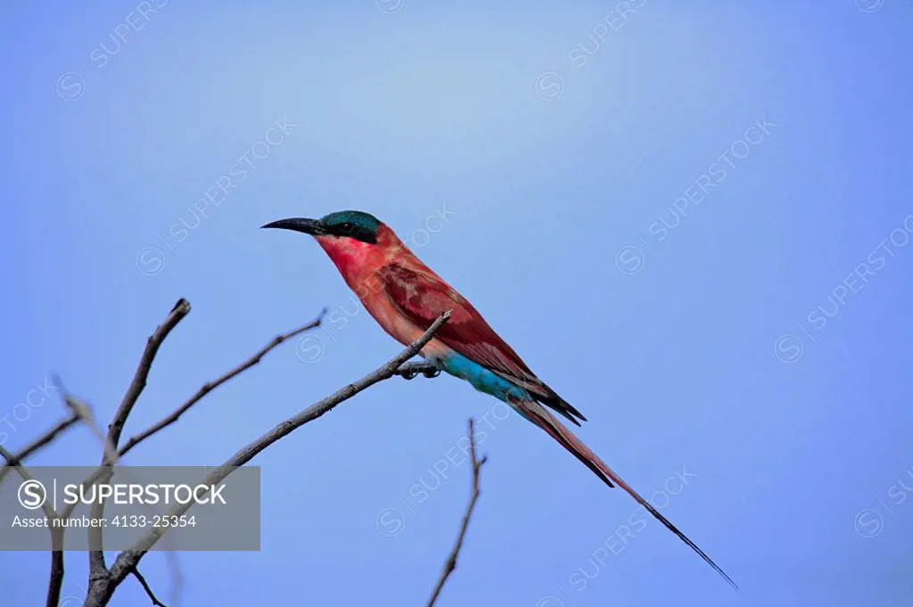 Southern Carmine Bee Eater,Merops nubicoides,Kruger Nationalpark,South Africa,Africa,adult on branch